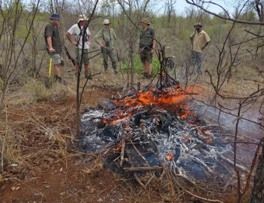 The mass burning of 22 vultures which were poisoned for muti purposes.: photo provided by Walinzi Wildlife Protection Unit.
