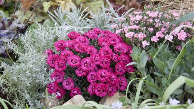 AliceCoetzee - 22-10-2021-gardening-hot summer survivor flowers- photo 1 (Medium)