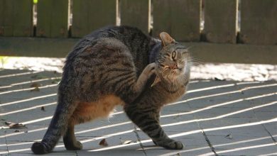 ElanaWagner-29-10-2021-Pets-FleasTicks.1 (Medium)