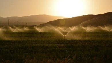 irrigation