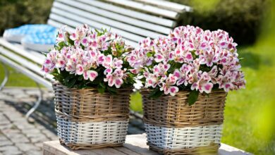 Alice Coetzee - 29-01-2022- gardening - patio gardening - photo 1 (Medium)