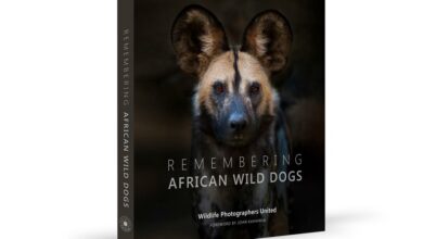 ElanaWagner-12-01-2022-Travel-WildDogArmchairTravel.4 (Medium)