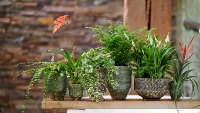 Styling Elize Eveleens - Klimprodukties