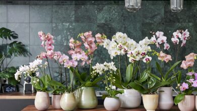 Alice Coetzee-11-02-2022-gardening-indoor plants- photo1 (Medium)