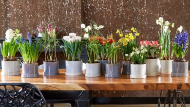 Alice Coetzee - 24-06-2022 - gardening- indoor plants - photo 1