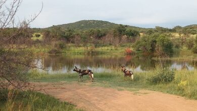 ElanaWagner-22-06-2022-Travel-WildDogs.1