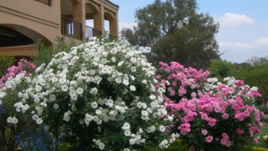 Alice Coetzee - 08-07-2022 - gardening - pruning roses photo 1