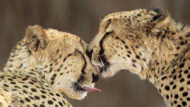 ElanaWagner-04-07-2022-Travel-RunForRangers.2