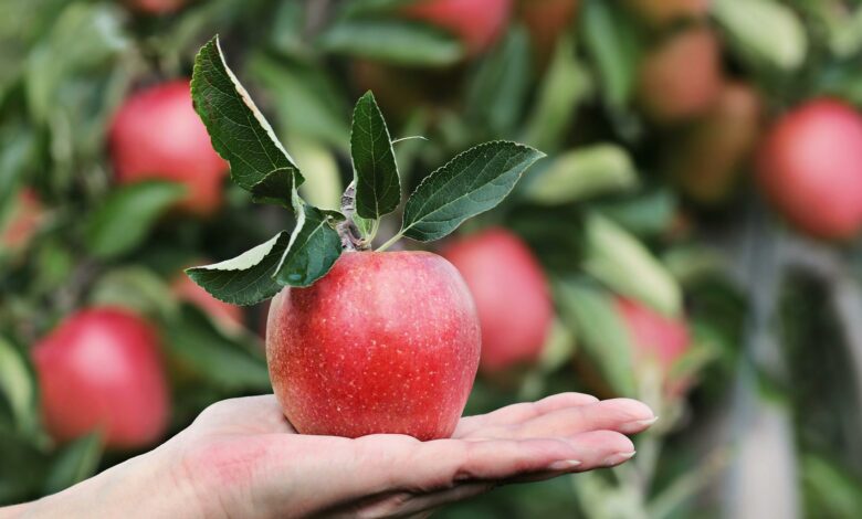 ElanaWagner-08-07-2022-Health-Apple.2