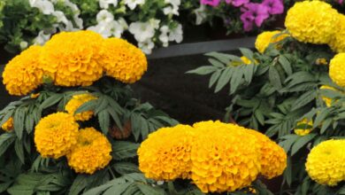 Alice Coetzee- 02-09-2022-gardening- summer flowers- photo 1