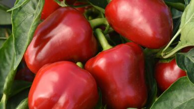 Alice Coetzee - 19-08-2022- gardening - grow your own - photo 4