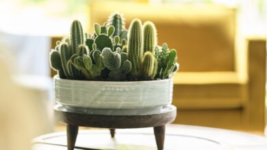 Alice Coetzee - 26-08-2022- gardening - indoor plants photo 1