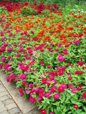 Alice Coetzee - 16-09-2022-gardening- sowing seeds - photo 6