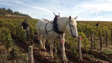 ElanaWagner-14-07-2022-Travel-WineCellarTalks.3