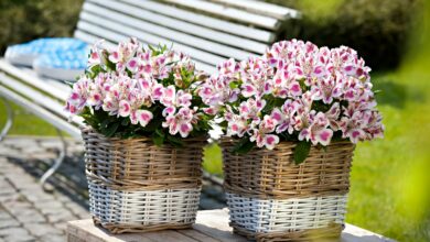 Alice Coetzee -14-10-2022-gardening - summer flowers photo 1