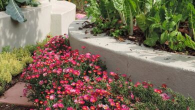 Alice Coetzee - 21-10-2022 -gardening - growing veggies photo 1