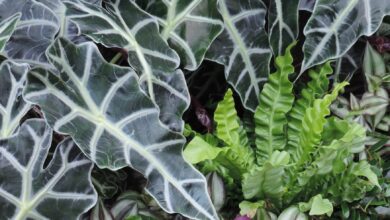 Alice Coetzee - 28-10-2022 -gardening - indoor plants photo 1