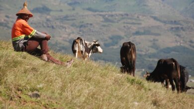 The highland catchment area of Matatiele (CROPPED)