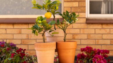 Alice Coetzee - 18-11-2022- gardening - patio plants - photo 1