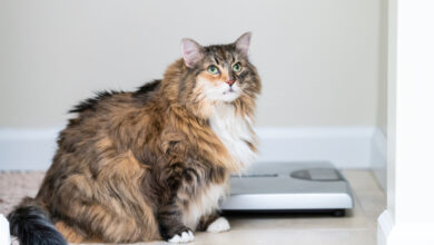 Calico,Maine,Coon,Cat,Sitting,Looking,Up,In,Bathroom,Room