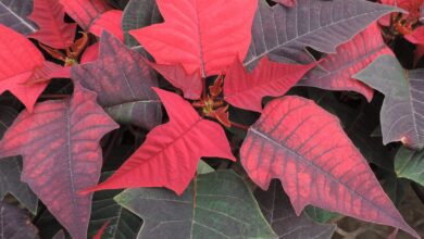 Alice Coetzee 16-12-2022-gardening-indoor plants photo 1