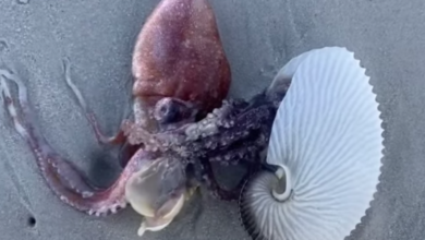 LNN Featured image_2 (15)