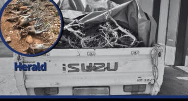 A threatened rare lilies species being poached in the back of car.