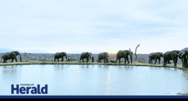 Elephants gather at a watering hole with their carers.
