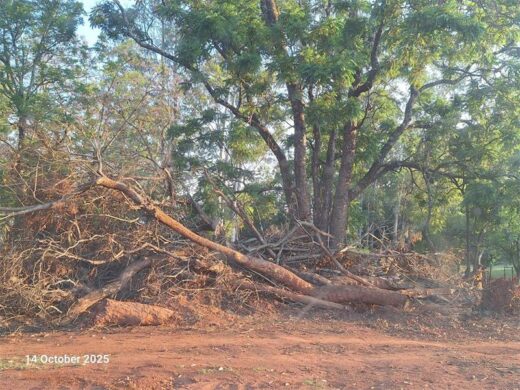 Trees felled for the soccer field.
