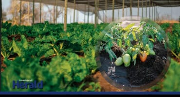 Vegetables growing at a farm.