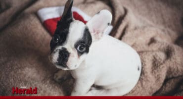 A small dog looks frightened.