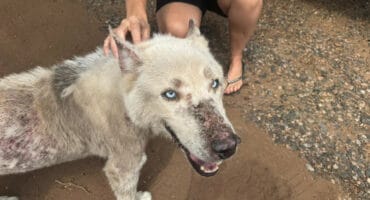 A light-coloured, husky-type dog with striking blue eyes and a patchy, slightly rough coat being gently petted by a person. The dog is looking up at the camera with its mouth slightly open in a happy expression. The setting is outdoors on a dirt or gravel path.