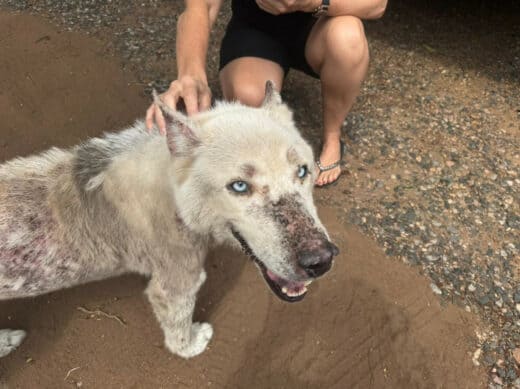 A light-coloured, husky-type dog with striking blue eyes and a patchy, slightly rough coat being gently petted by a person. The dog is looking up at the camera with its mouth slightly open in a happy expression. The setting is outdoors on a dirt or gravel path.