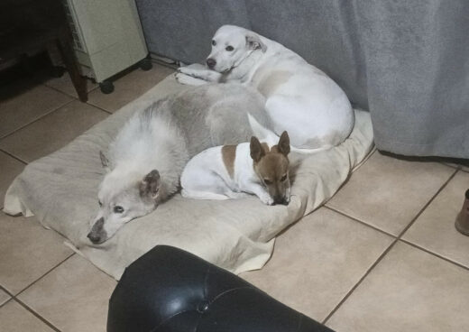 Three dogs lying close together on a large, light-coloured cushion on a tiled floor. One large, white dog is curled up on top of a larger, light brown and white dog (possibly a husky-mix). A third, small brown and white Jack Russell Terrier-type dog is nestled in the middle. The dogs appear relaxed and are resting against a grey sofa.