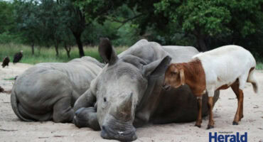 Lammie the sheep comforts a rhino, Gertjie.