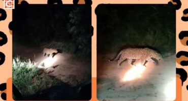 Leopard rasping enthrals Mpumalanga tourists 1 (1)