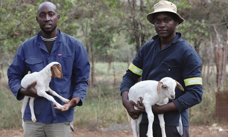two men on a farm, each holding a young lamb, wearing blue overalls, one man is wearing a light coloured hat
