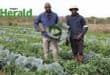 two men on a vegetable farm, standing among growing cabbage, one man is holding a head of cabbage, they are wearing blue shirts, one man has brown pants and the other is wearing a light coloured hat and darker pants with boots