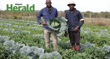 two men on a vegetable farm, standing among growing cabbage, one man is holding a head of cabbage, they are wearing blue shirts, one man has brown pants and the other is wearing a light coloured hat and darker pants with boots