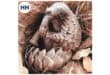Close-up of a pangolin resting in a dirt burrow surrounded by dry leaves and grass.