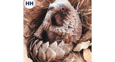 Close-up of a pangolin resting in a dirt burrow surrounded by dry leaves and grass.