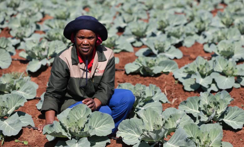 Maria Baloyi kneeling among cabbage plants, wearing a dark green and beige jacket, blue trousers and a navy hat, red soil visible between the rows.