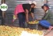 Maria Baloyi and a fellow co-operative member crouched over a black crate of tomatoes on a dirt floor, tomatoes spilled out in front of them, corrugated metal wall in the background.