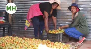 Maria Baloyi and a fellow co-operative member crouched over a black crate of tomatoes on a dirt floor, tomatoes spilled out in front of them, corrugated metal wall in the background.