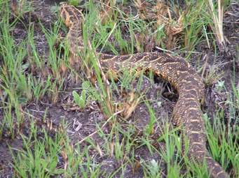 Image of an Puff Adder snake