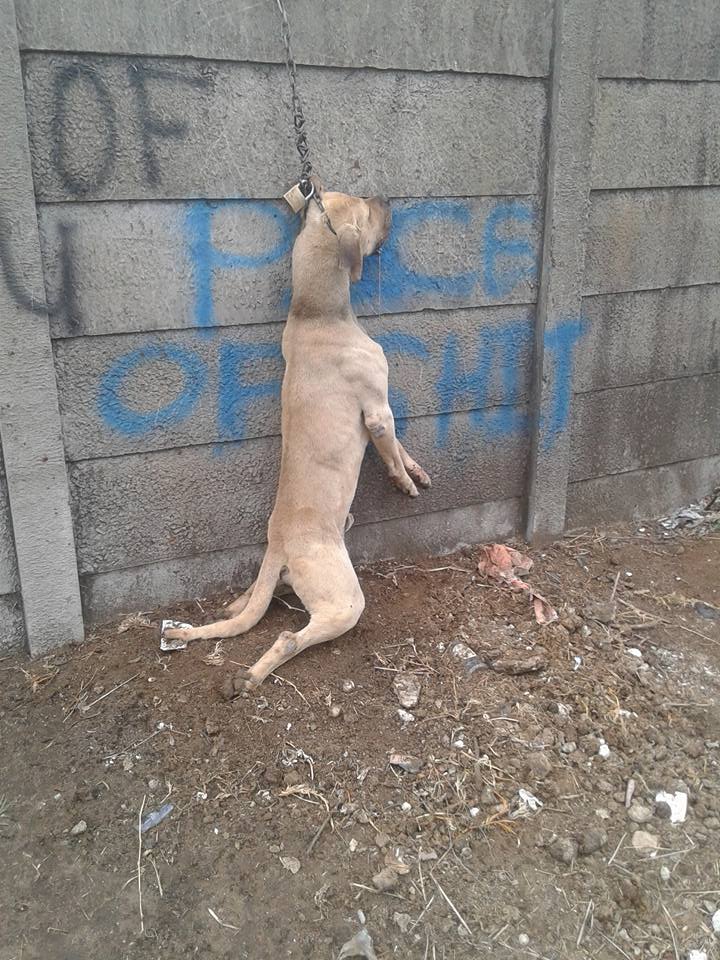Die arme hond hang leweloos oor die muur in Hallwach straat.
