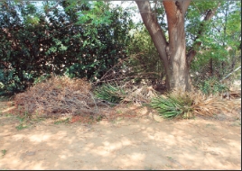 Die tuinvullis op die sypaadjie, of is dit ‘n grondbedekking?