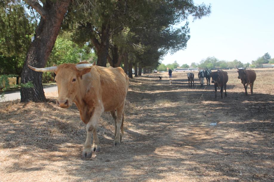 Van die beeste wat so lekker tussen die erwe rondgeloop het.