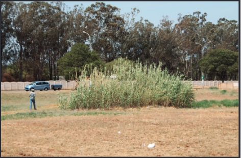 Die bos wat beslis net as ge­ volg van een of ander lekkasie so welig kon groei.