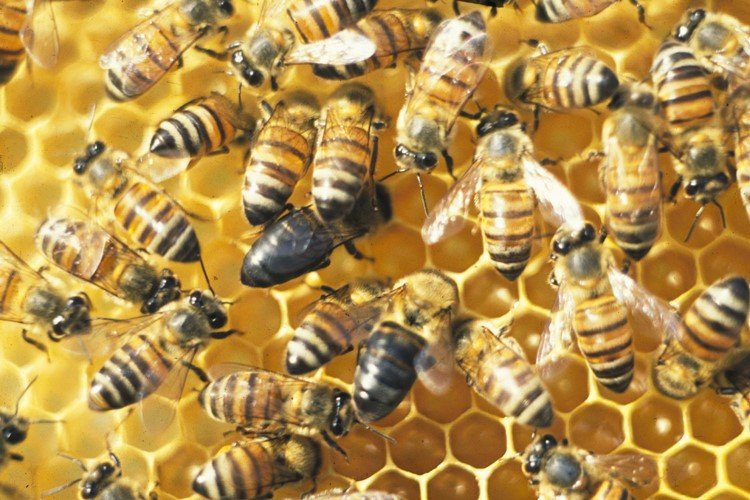 Bees